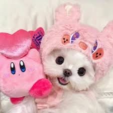 Chico Jericho profile picture